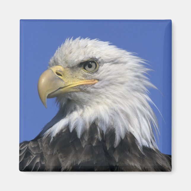Imán Águila calva, (Haliaeetus leucocephalus), salvaje, (Frente)
