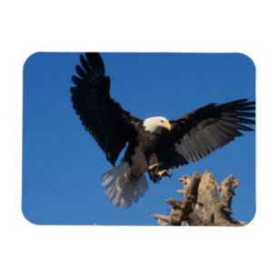 Imán águila calva, Haliaetus leuccocephalus, aterrizaje