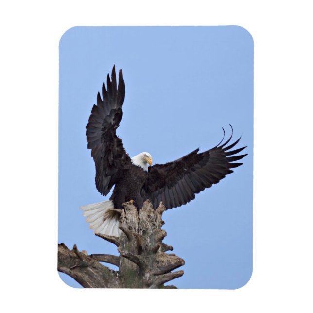 Imán Águila calva (Haliaetus leucocephalus) con alas (Vertical)