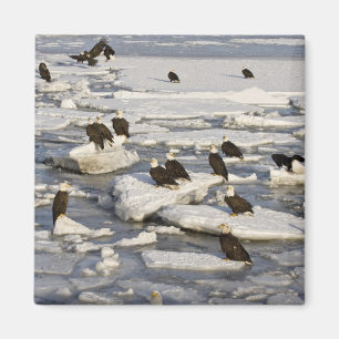 Imán Águila calva, Haliaetus leucocephalus, Homer, 2