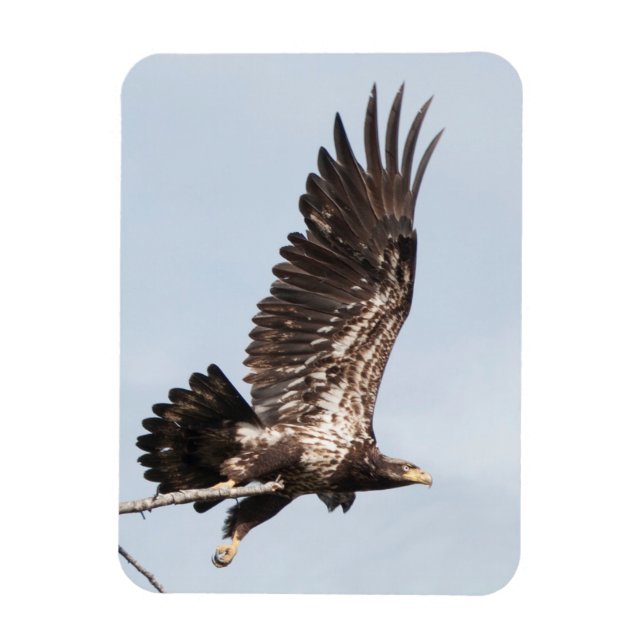 Imán Águila calva inmadura en vuelo (Vertical)