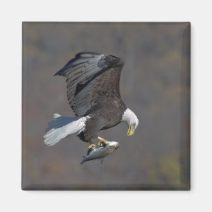 Imán Águila calva mirando fijamente a un pez
