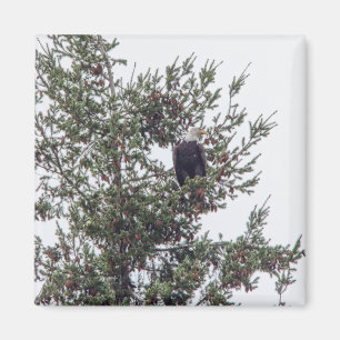 Imán Águila calva P2825