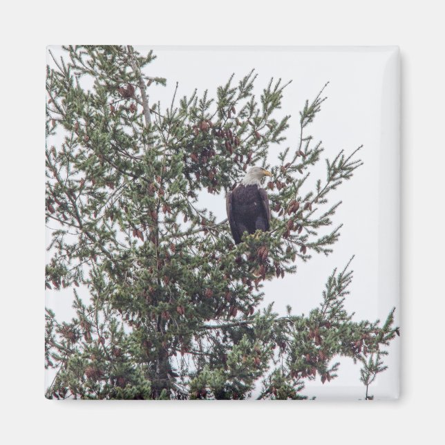 Imán Águila calva P2825 (Frente)