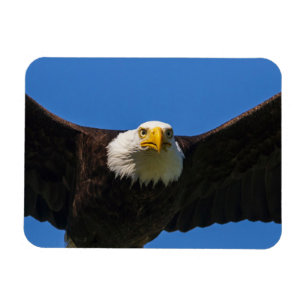 Imán Águila calva pasa volando cerca