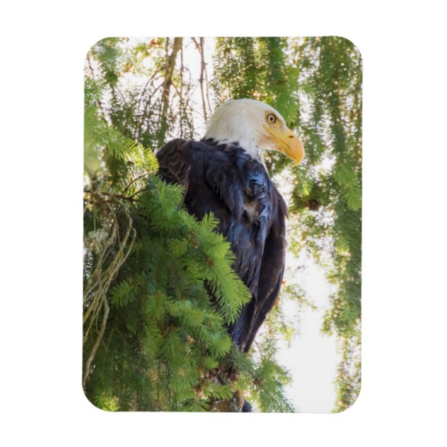 Imán Águila calva posada en Abeto de Douglas (Vertical)