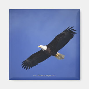 Imán Águila calva que se eleva, Alaska