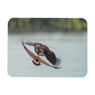 Imán Águila calva y foto de la fauna ganosa