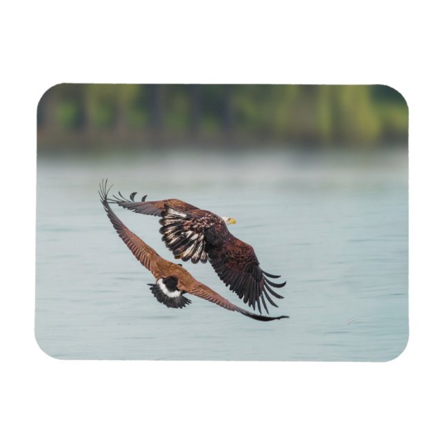 Imán Águila calva y foto de la fauna ganosa (Horizontal)