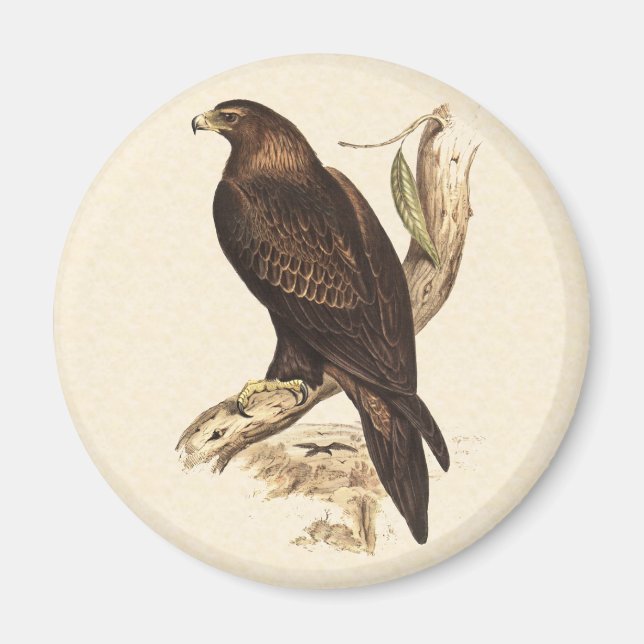 Imán Aguila de la Cuerda Australiana. Ave enorme de Pre (Frente)