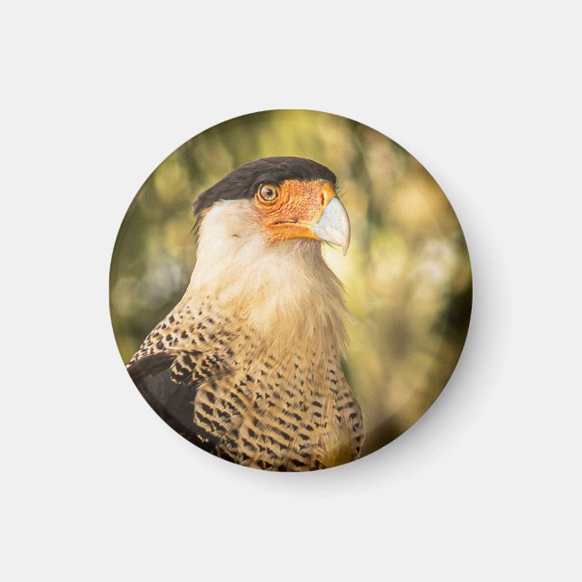 Imán "Águila Mexicana"  (Frente)