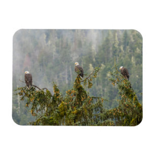 Imán Águilas calvas   Bosque Nacional Tongass Alaska