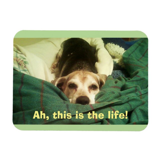 Imán "¡Ah, esta es la vida!" Beagle 3x4 Fridge Magnet (Horizontal)
