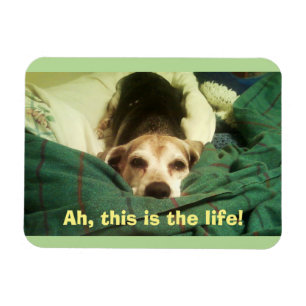 Imán "¡Ah, esta es la vida!" Magnate beagle 3x4