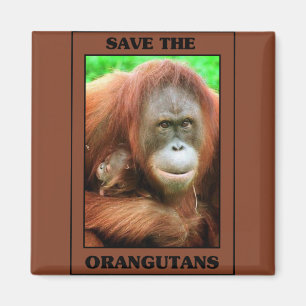 Imán Ahorre los orangutanes