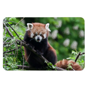 Imán Ailurus fulgens
