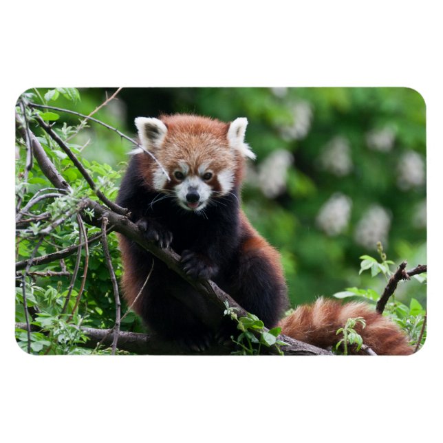 Imán Ailurus fulgens (Horizontal)