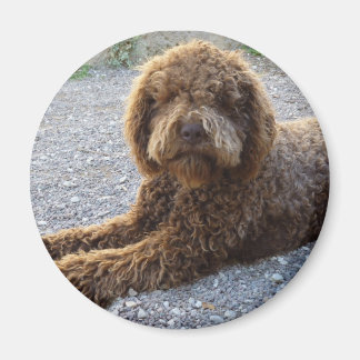Imán aimec lagotto marron