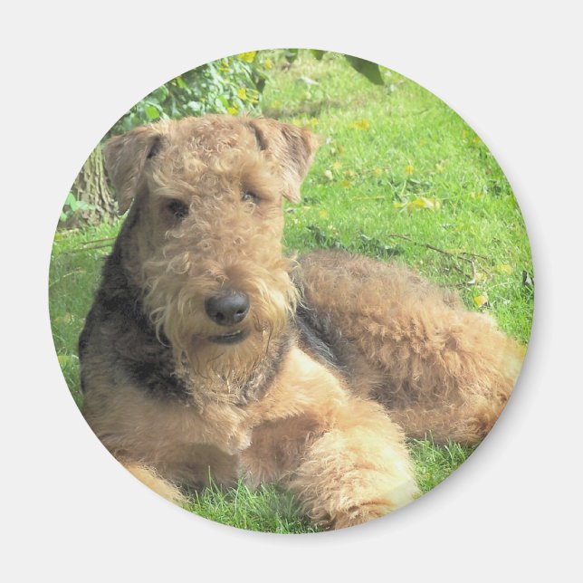 Imán Airedale Terrier Round Magnet (Frente)