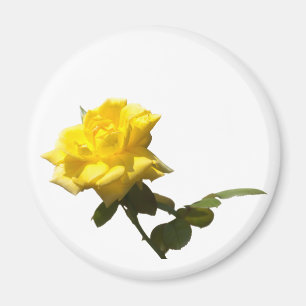 Imán Aislar rosa amarillo