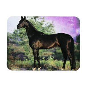 Imán Akhal-teke Stallion