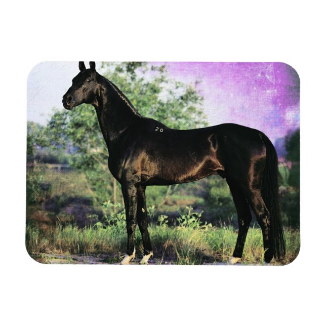 Imán Akhal-teke Stallion (Horizontal)