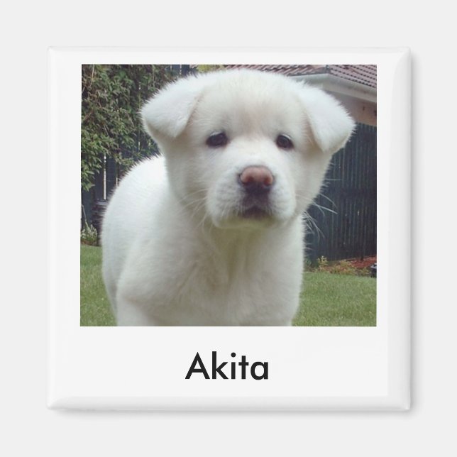 Imán Akita Puppy Magnet (Frente)