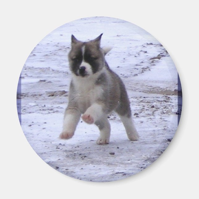 Imán Akita Puppy Magnets (Frente)
