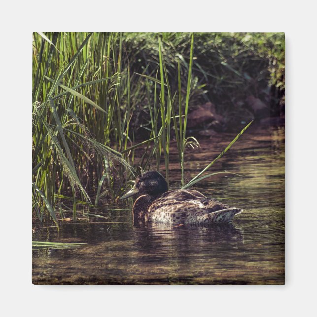 Imán Al borde de Pond (Frente)