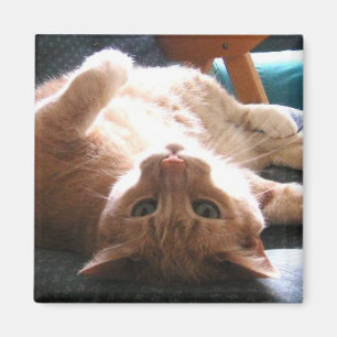 Imán al revés del gato