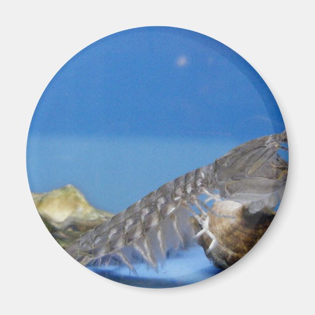 Imán Alabama Sea Life Magnet (Frente)