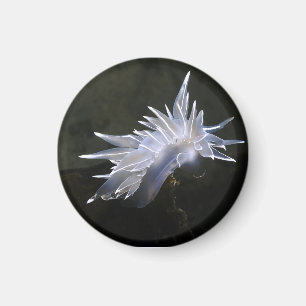 Imán Alabaster Nudibranch Magnet
