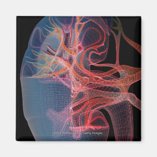 Imán Alambre del interior de un riñón