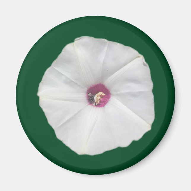 Imán Alamo Vine (Frente)