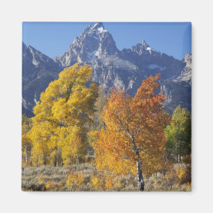 Imán Álamos con la cordillera Teton