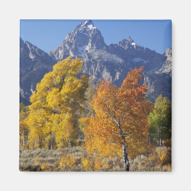 Imán Álamos con la cordillera Teton (Frente)