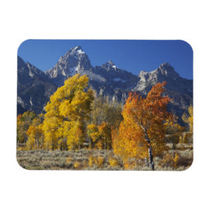 Imán Álamos con la cordillera Teton