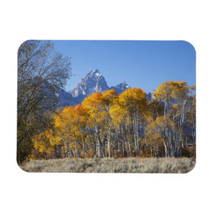 Imán Álamos con la cordillera Teton
