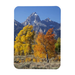 Imán Álamos con la cordillera Teton
