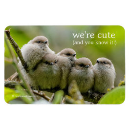 Imán Alarmante foto de la familia Songbirds de los anim