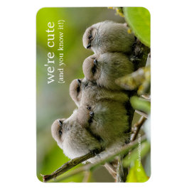 Imán Alarmante foto de la familia Songbirds de los anim