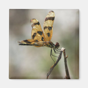 Imán Alas ambarinas