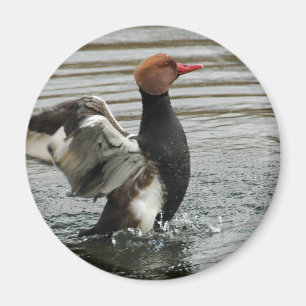 Imán - alas del aleteo del pato de mar