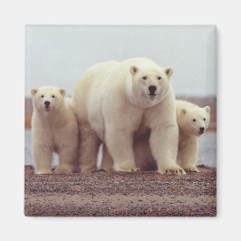 Imán Alaska Polar Bear Magnet