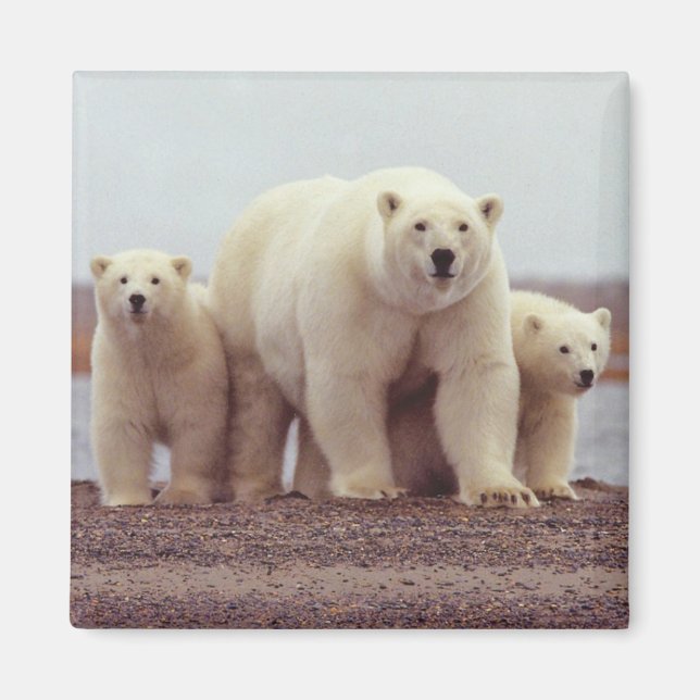 Imán Alaska Polar Bear Magnet (Frente)