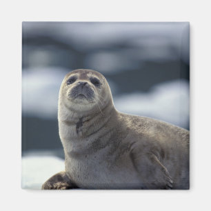 Imán Alaska, región sureste Foca común en el hielo