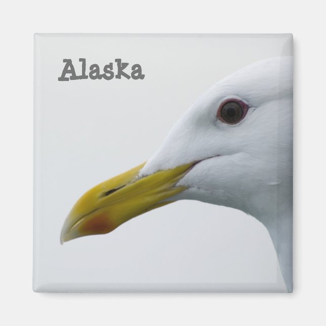 Imán Alaska Seagull Magnet (Frente)