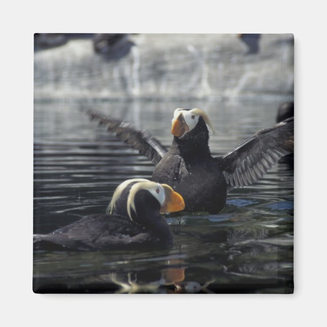 Imán Alaska Tufted puffins (Frente)