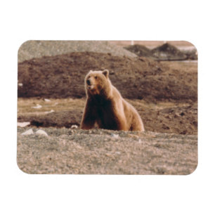 Imán Alaska Tundra Grizzly Sow Refrigerador Ártico