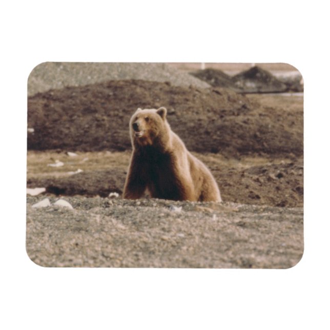 Imán Alaska Tundra Grizzly Sow Refrigerador Ártico (Horizontal)